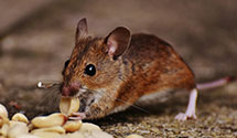 24 Hour & Emergency Exterminators in Oregon, OH